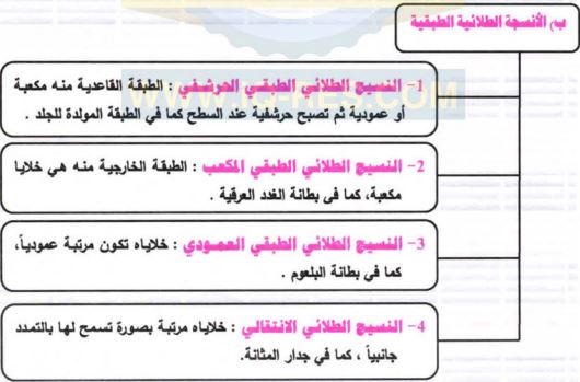 الأنسجة الطلائية الطبقية